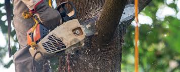 Best Storm Damage Tree Cleanup  in El Dorado Hills, CA