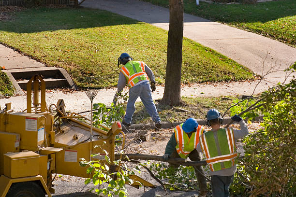 Best Lawn Renovation and Restoration  in El Dorado Hills, CA