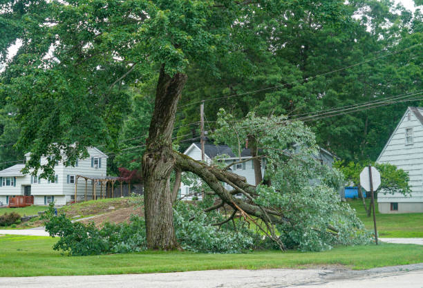 Best Arborist Consultation Services  in El Dorado Hills, CA