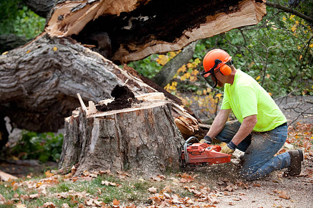 Best Seasonal Cleanup (Spring/Fall)  in El Dorado Hills, CA