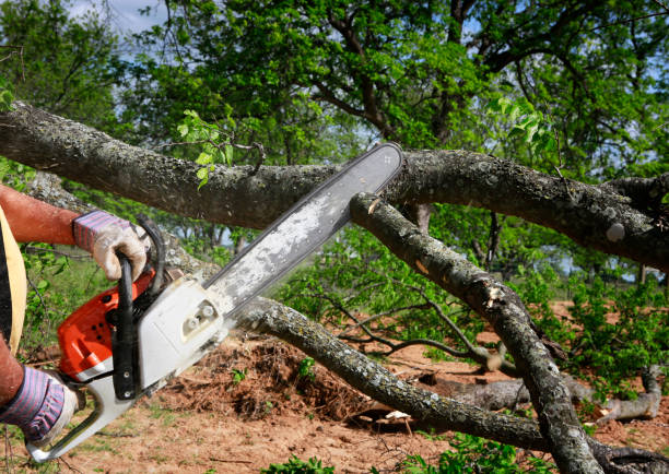 Best Tree and Shrub Care  in El Dorado Hills, CA