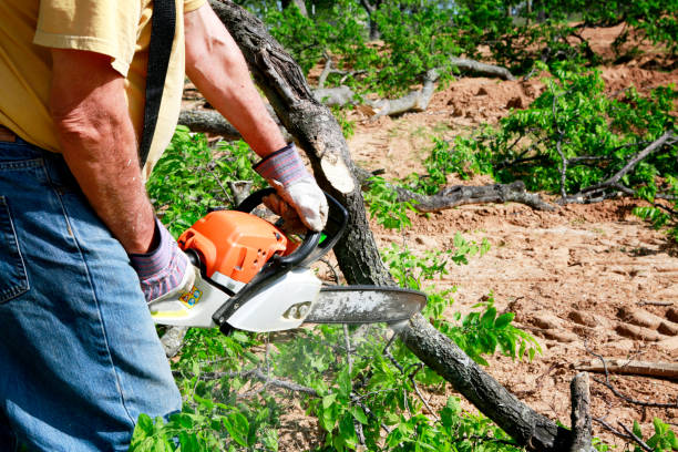 Best Tree Trimming and Pruning  in El Dorado Hills, CA